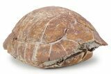Colorful Inflated Fossil Tortoise (Stylemys) - South Dakota #355980-1